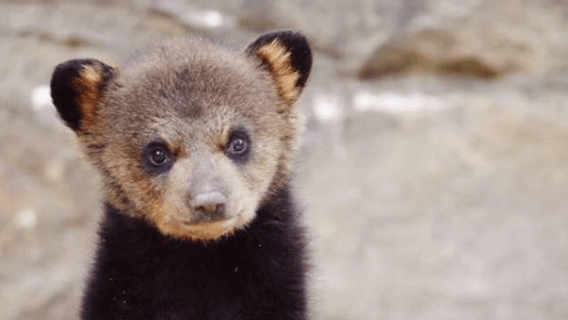 Saving WV Wildlife (SWVWL), Gandeeville, WV