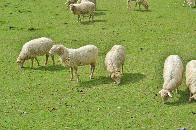 Say Hello to the Barnyard Crew Say Hello to the Barnyard Crew