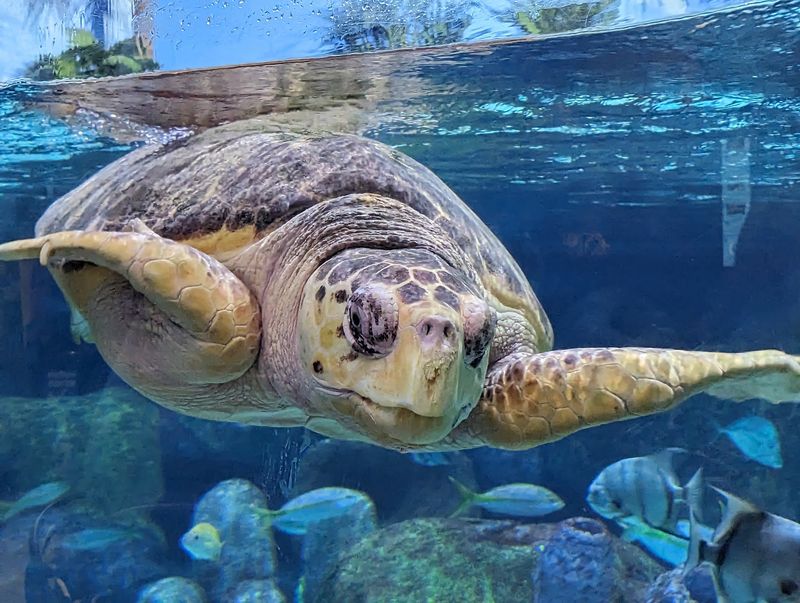 Sea Turtle Island And Its Big Loggerhead