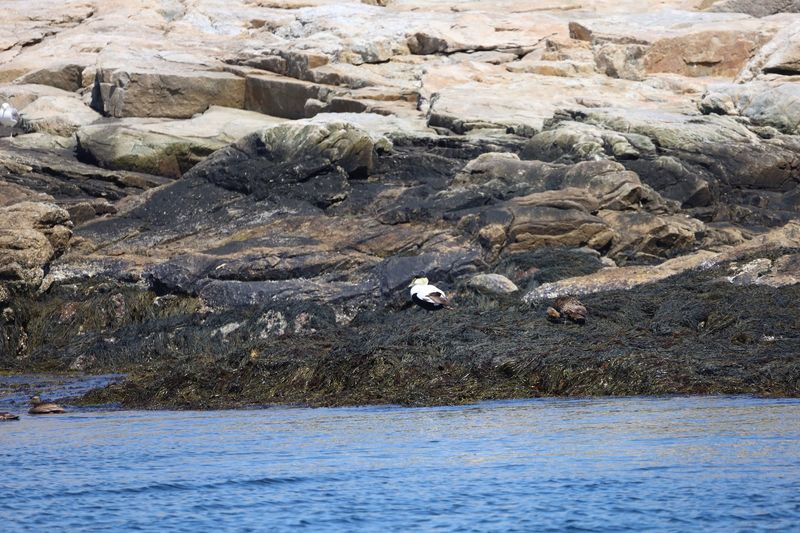 Seabirds Ruling The Rocks