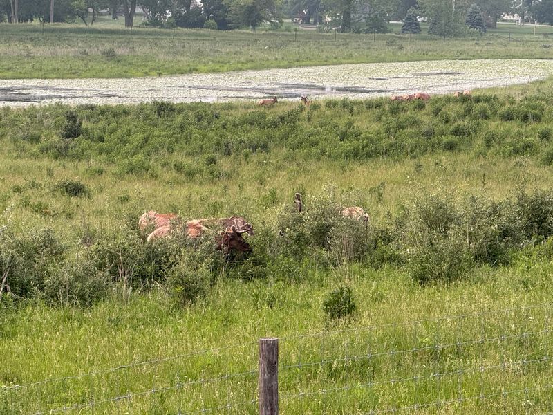 Seasonal Festivals, Antler Hunts, and a Nonprofit Worth Supporting Seasonal Festivals, Antler Hunts, and a Nonprofit Worth Supporting