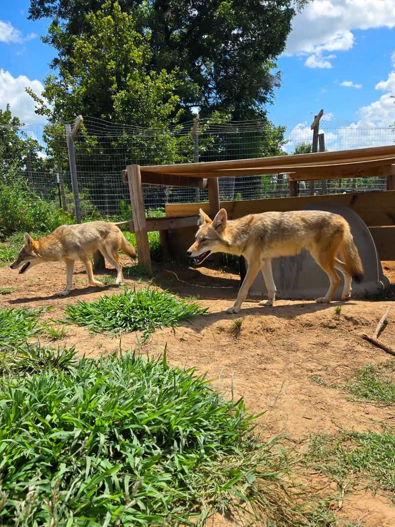 Second Chances Behind Every Enclosure Second Chances Behind Every Enclosure