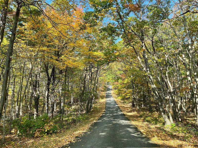 Secrets of the Cedar Swamp