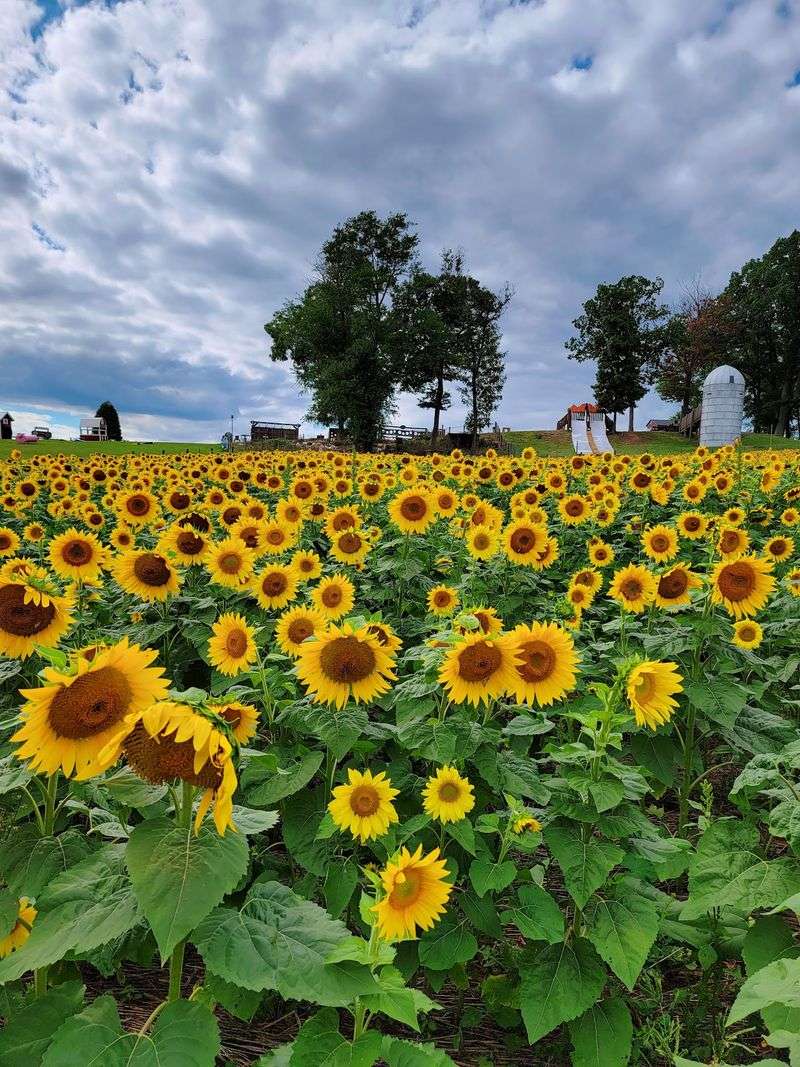 September Sunflowers and the Props That Make Photos Sing September Sunflowers and the Props That Make Photos Sing
