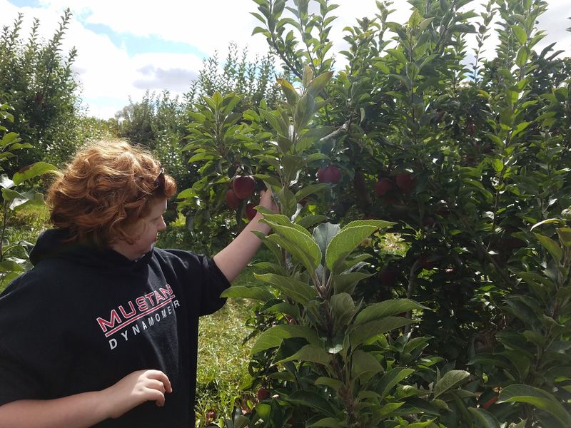 Seventeen Rows of Apple Adventure