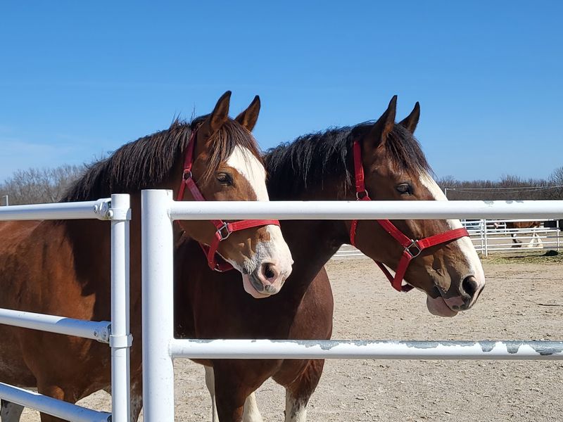 Seventy Plus Horses Under One Roof Seventy Plus Horses Under One Roof