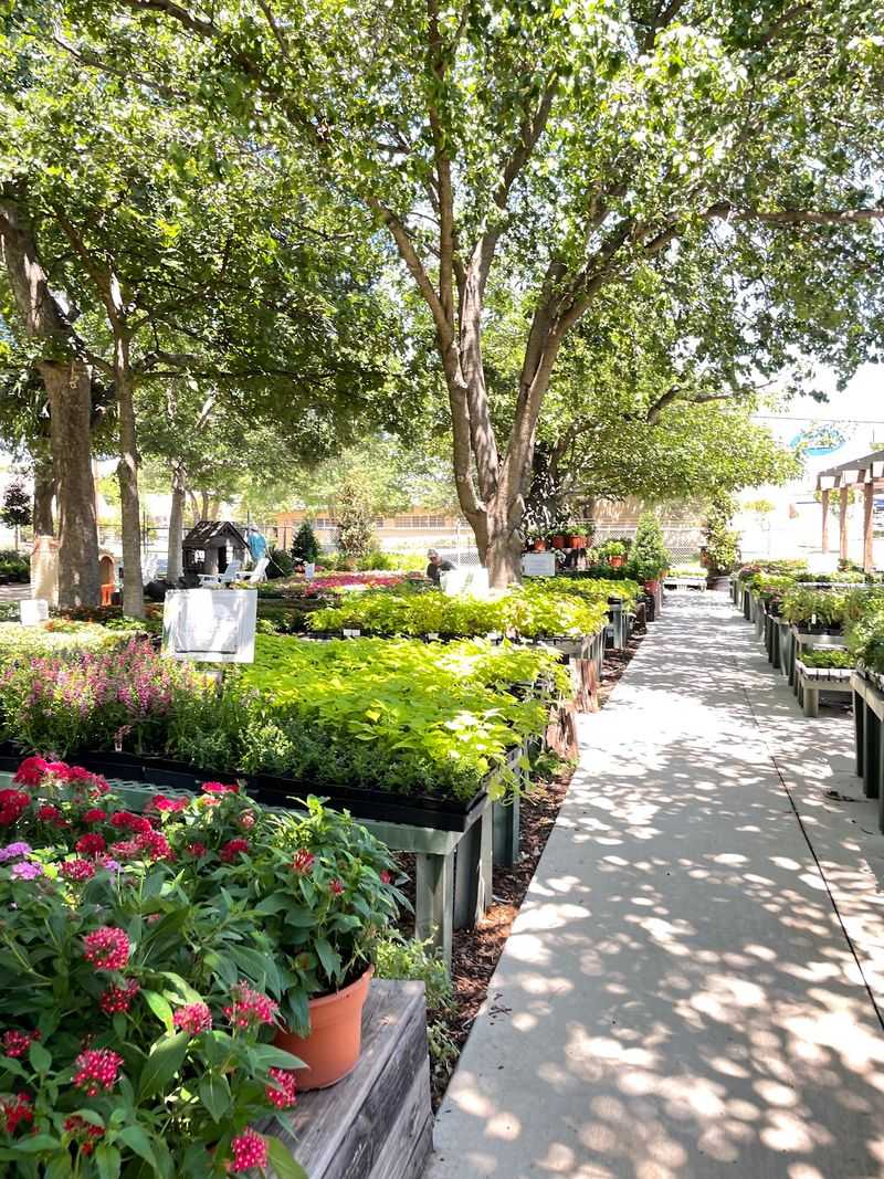 Shade Trees Big Enough to Make a Statement