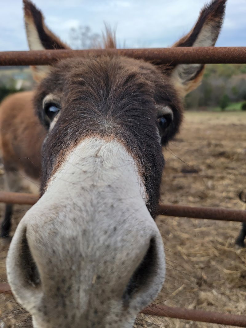 Shaggy Cattle, Horses, And Long-Eared Friends Shaggy Cattle, Horses, And Long-Eared Friends