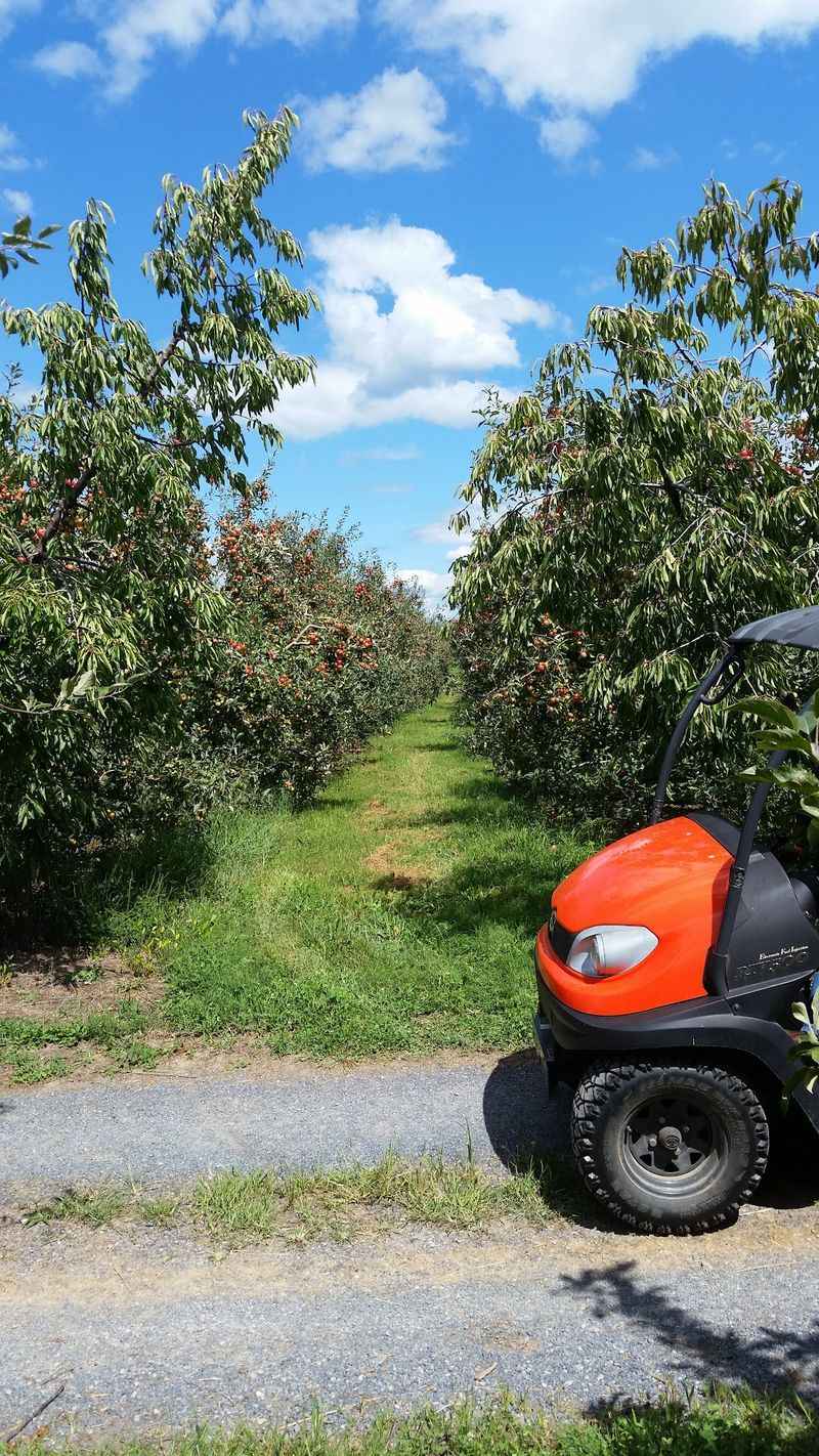 Shanholtz Orchards, Romney, WV