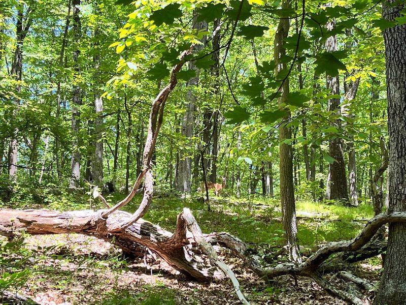 Sharing the Woods With Deer, Birds, and Yes, Bears