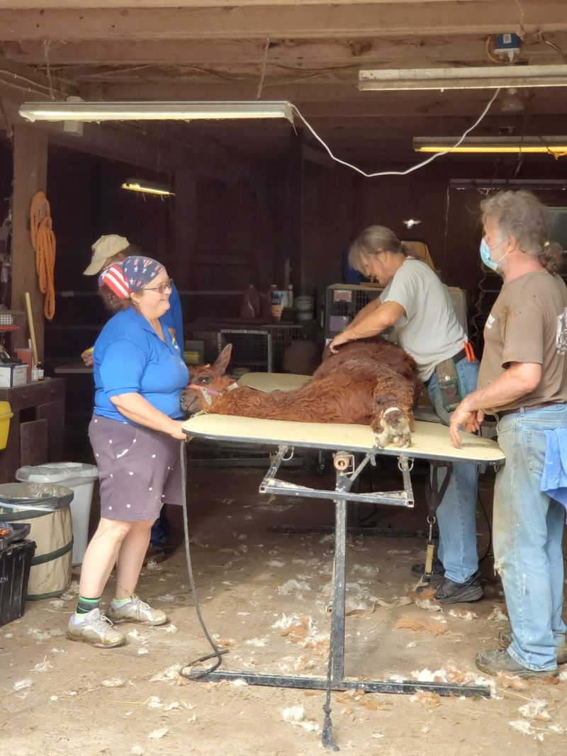 Shearing Day, When the Whole Farm Buzzes Shearing Day, When the Whole Farm Buzzes