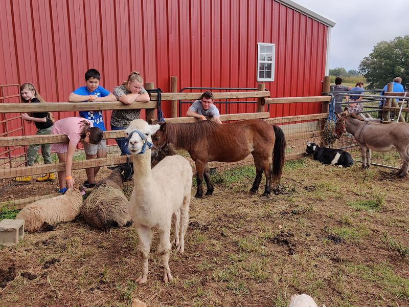 Sheep, Alpacas, Donkeys, and a Wagon Ride Sheep, Alpacas, Donkeys, and a Wagon Ride