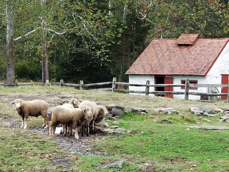 Sheep, Orchards, and Trails Beyond the Village