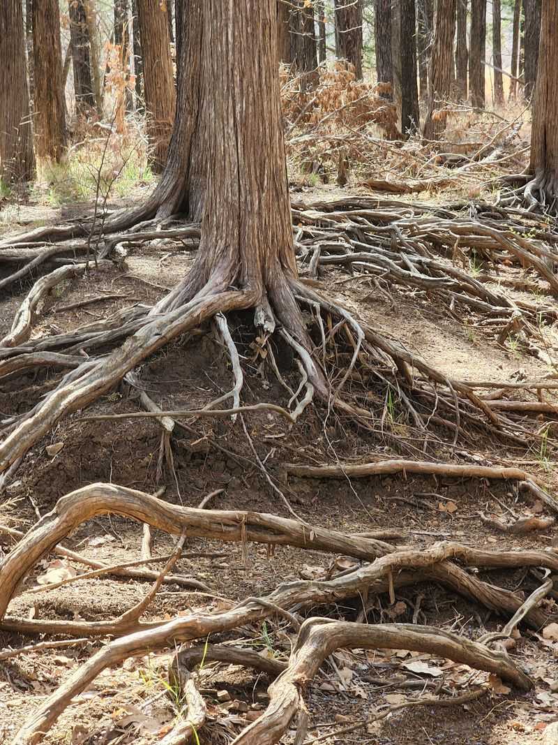 Short Trails, Exposed Roots, and a Creek Worth Finding