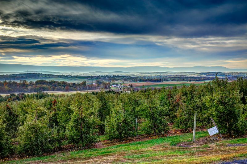 Showalter's Orchard Serves Timberville With A Mountain Backdrop Showalter's Orchard Serves Timberville With A Mountain Backdrop