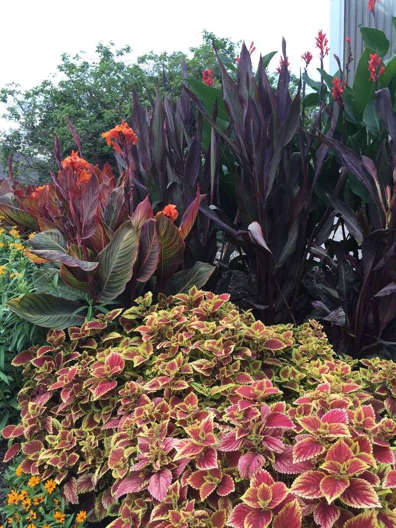 Shrubs And Dwarf Grasses With Serious Style Shrubs And Dwarf Grasses With Serious Style