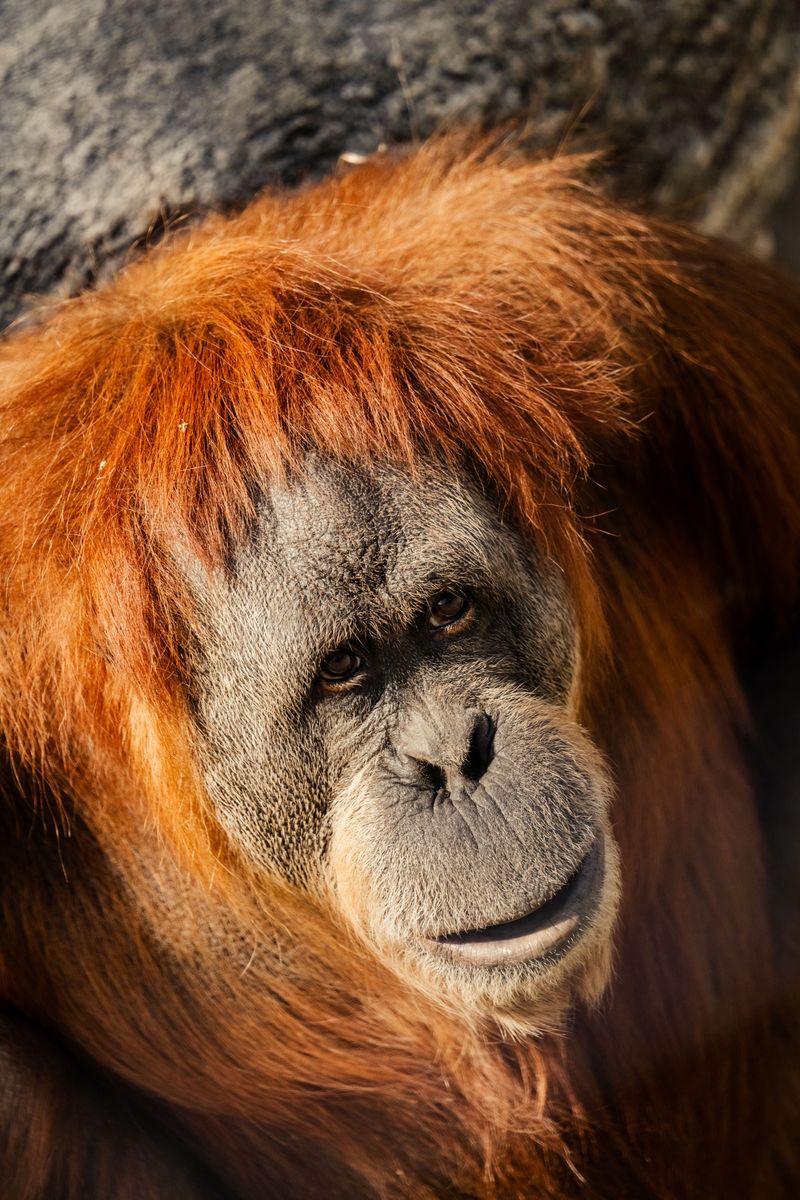 Simon Skjodt International Orangutan Center, an Award Magnet Simon Skjodt International Orangutan Center, an Award Magnet