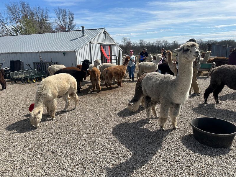 Sixty Plus Fluffy Neighbors In One Pasture