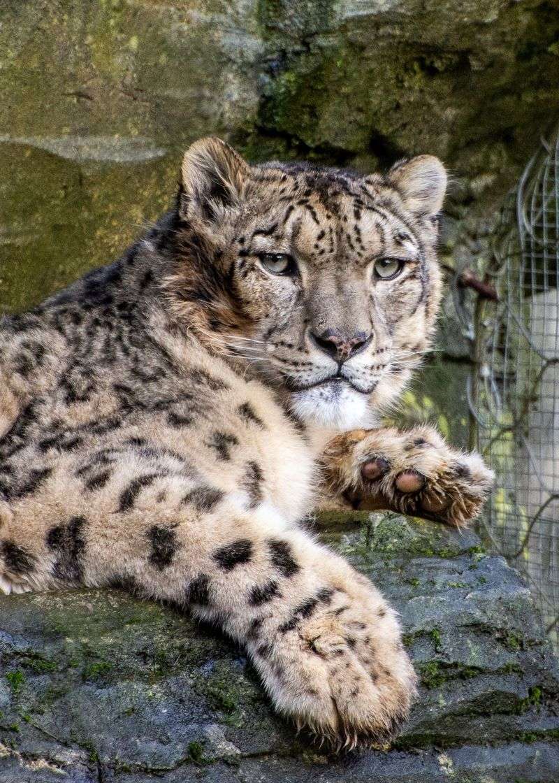 Skylifts, A Brand New Train And A Snow Leopard Named Sierra Skylifts, A Brand New Train And A Snow Leopard Named Sierra