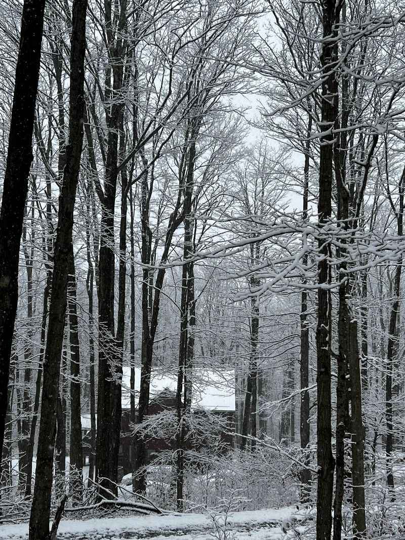 Snowshoe Adventures When the Valley Turns White
