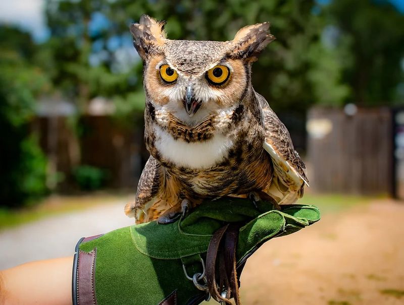 South Plains Wildlife Rehabilitation Center South Plains Wildlife Rehabilitation Center