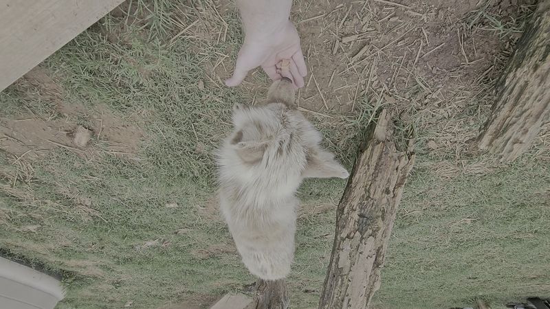 Spanky The Wolf And His Famous Belly Rubs Spanky The Wolf And His Famous Belly Rubs