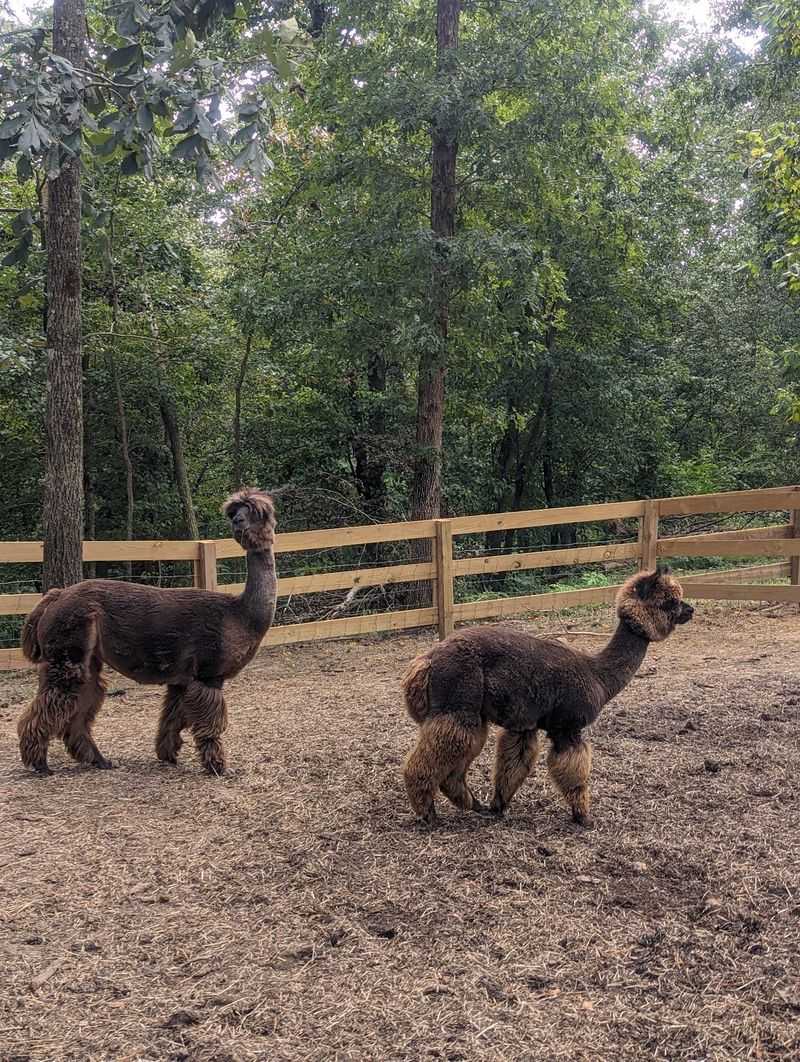 Spinach, Grapes, and Very Enthusiastic Alpacas