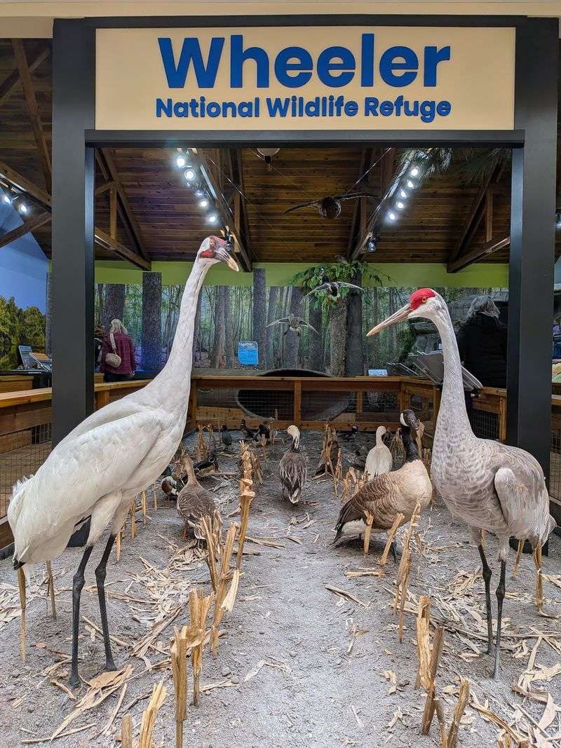 Spotting a Whooping Crane, Alabama's Rarest Winter Guest
