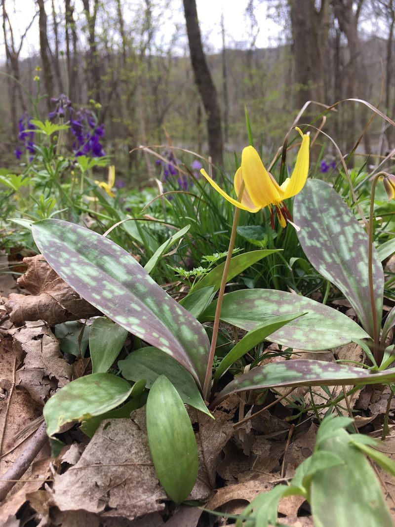 Spring Ephemerals That Own the Month of April Spring Ephemerals That Own the Month of April