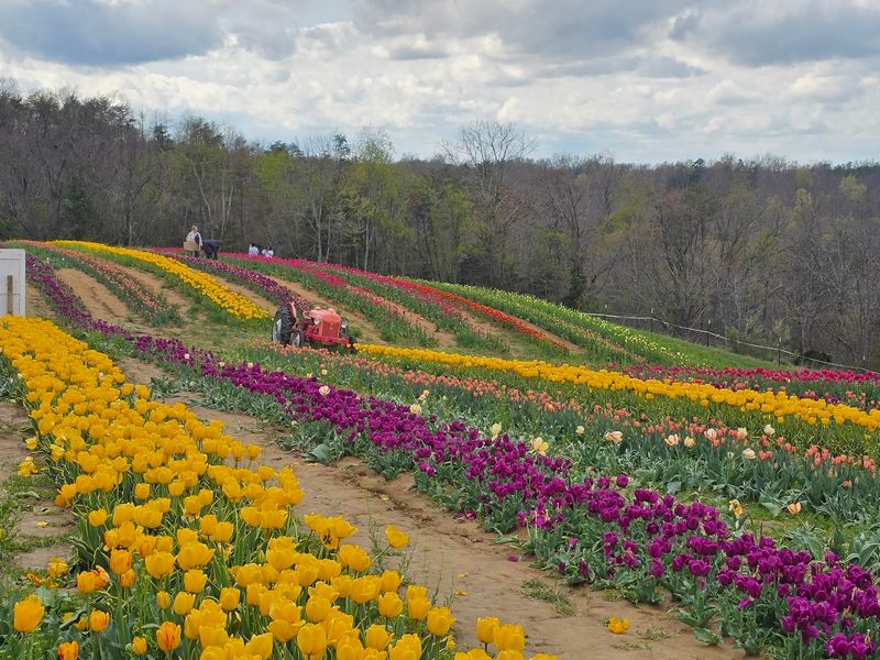 Spring Tulips and Year-Round Celebrations Spring Tulips and Year-Round Celebrations