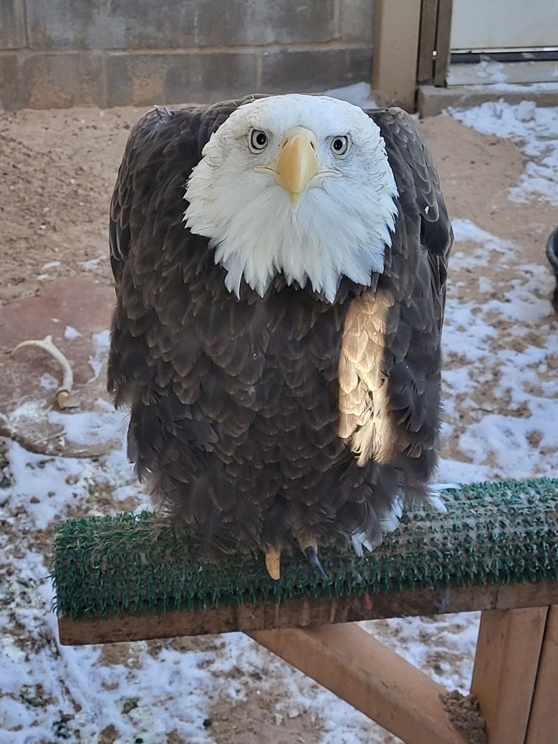 Standing Feet From A Bald Eagle Standing Feet From A Bald Eagle