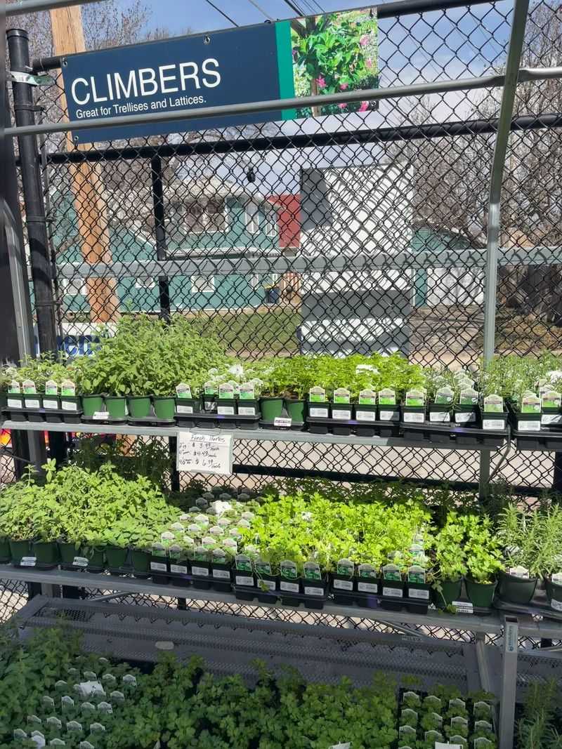 Starting Something Beautiful From Tiny Seeds