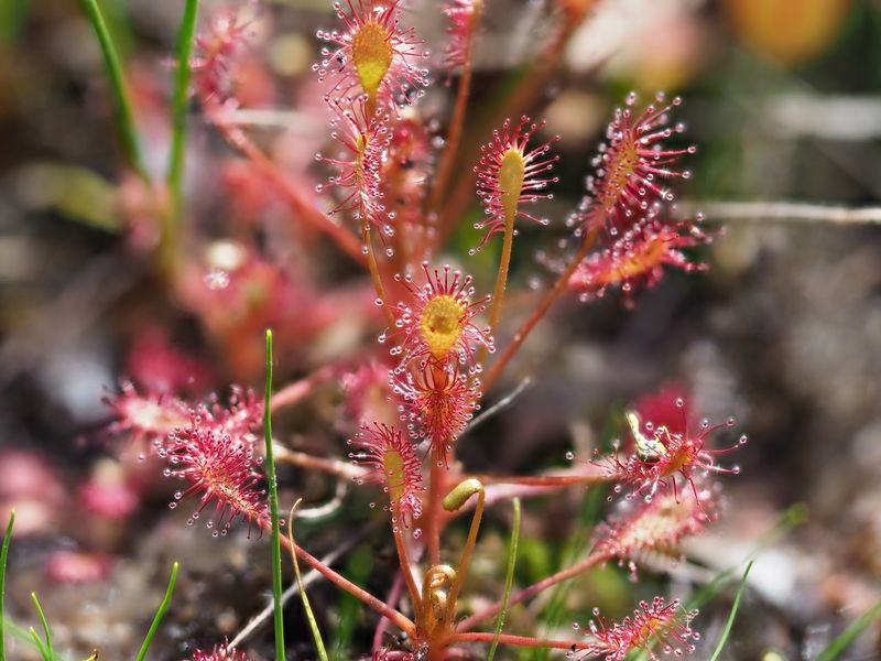 Sticky Sundews and a Sneaky Underwater Trap Sticky Sundews and a Sneaky Underwater Trap