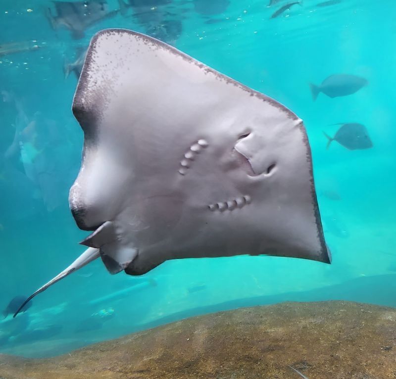 Stingrays, Manatees, and the Aquarium Stingrays, Manatees, and the Aquarium