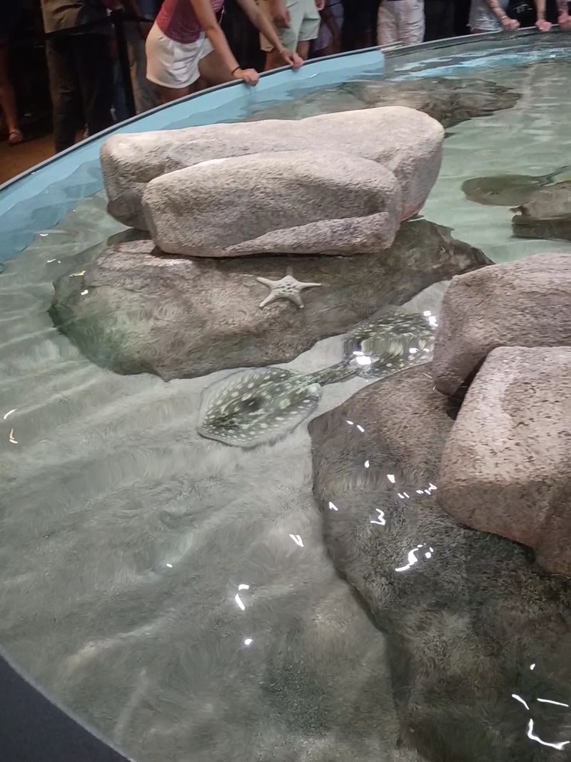 Stingrays You Can Actually Touch Stingrays You Can Actually Touch