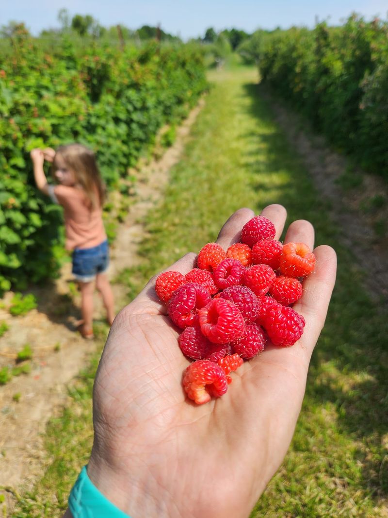 Strawberries First, Then Flowers Everywhere Strawberries First, Then Flowers Everywhere