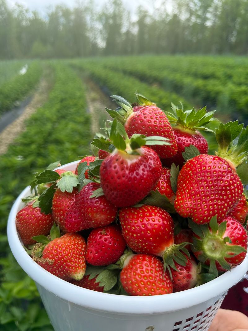 Strawberries Said To Be The Sweetest In The State Strawberries Said To Be The Sweetest In The State
