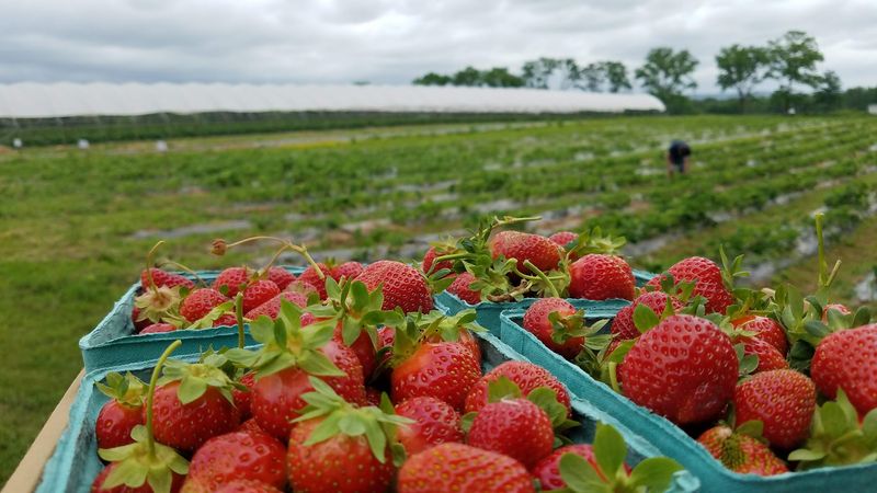 Strawberry Season Brings Everyone Outdoors Strawberry Season Brings Everyone Outdoors