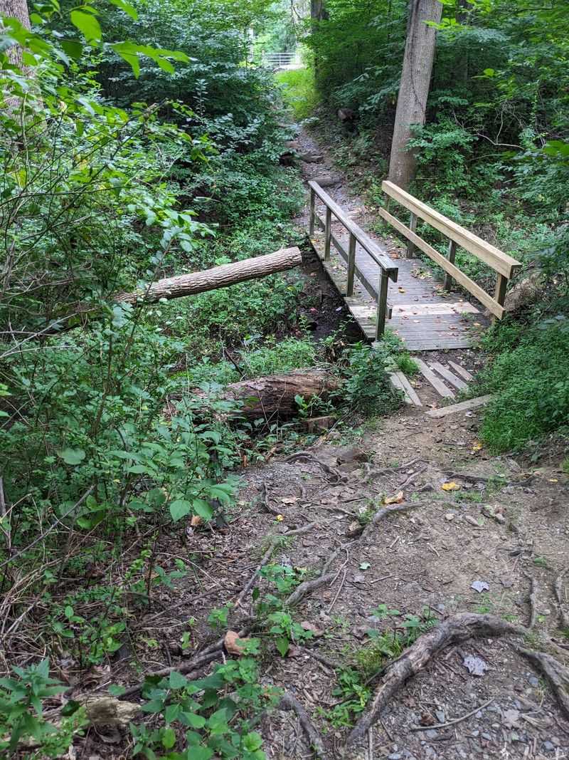 Streams, Wooden Bridges, And A Very Green Canopy