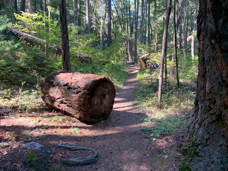 Stretching It Into the Full Collings Mountain Loop