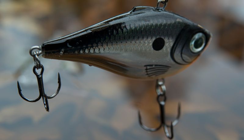Striped Bass Big Enough To Rewrite Records