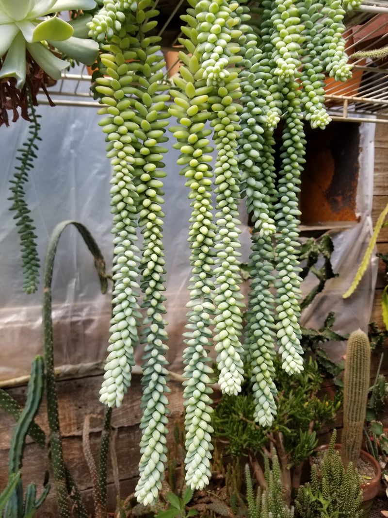 Succulents With Serious Personality Succulents With Serious Personality