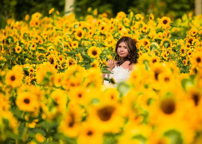 Sunflower Fields And The Festival That Draws A Crowd Sunflower Fields And The Festival That Draws A Crowd