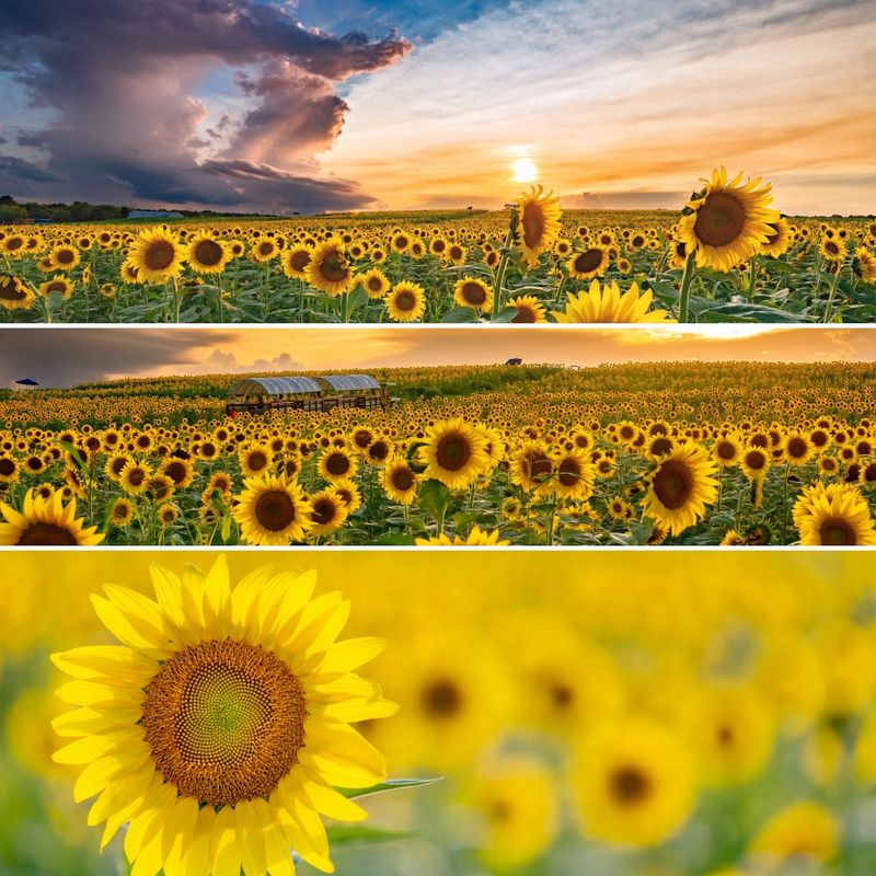 Sunflower Fields That Glow Like Sunset Confetti