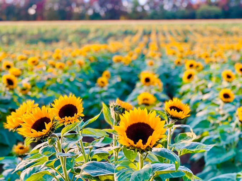 Sunflowers, Cut Flowers And A Greenhouse For Kids Sunflowers, Cut Flowers And A Greenhouse For Kids
