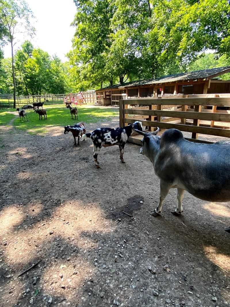 Sunshine, Goats, and Gem Buckets Up Top