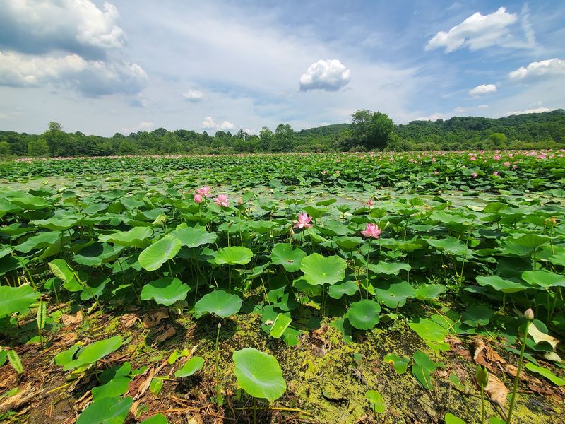Swamps, Lily Pads, and a Symphony of Frogs
