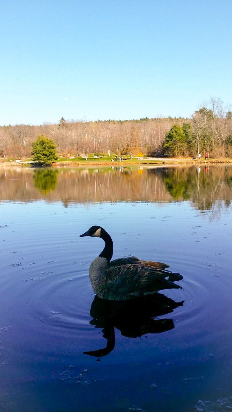 Swan Pond and Its Feathered Neighbors Swan Pond and Its Feathered Neighbors