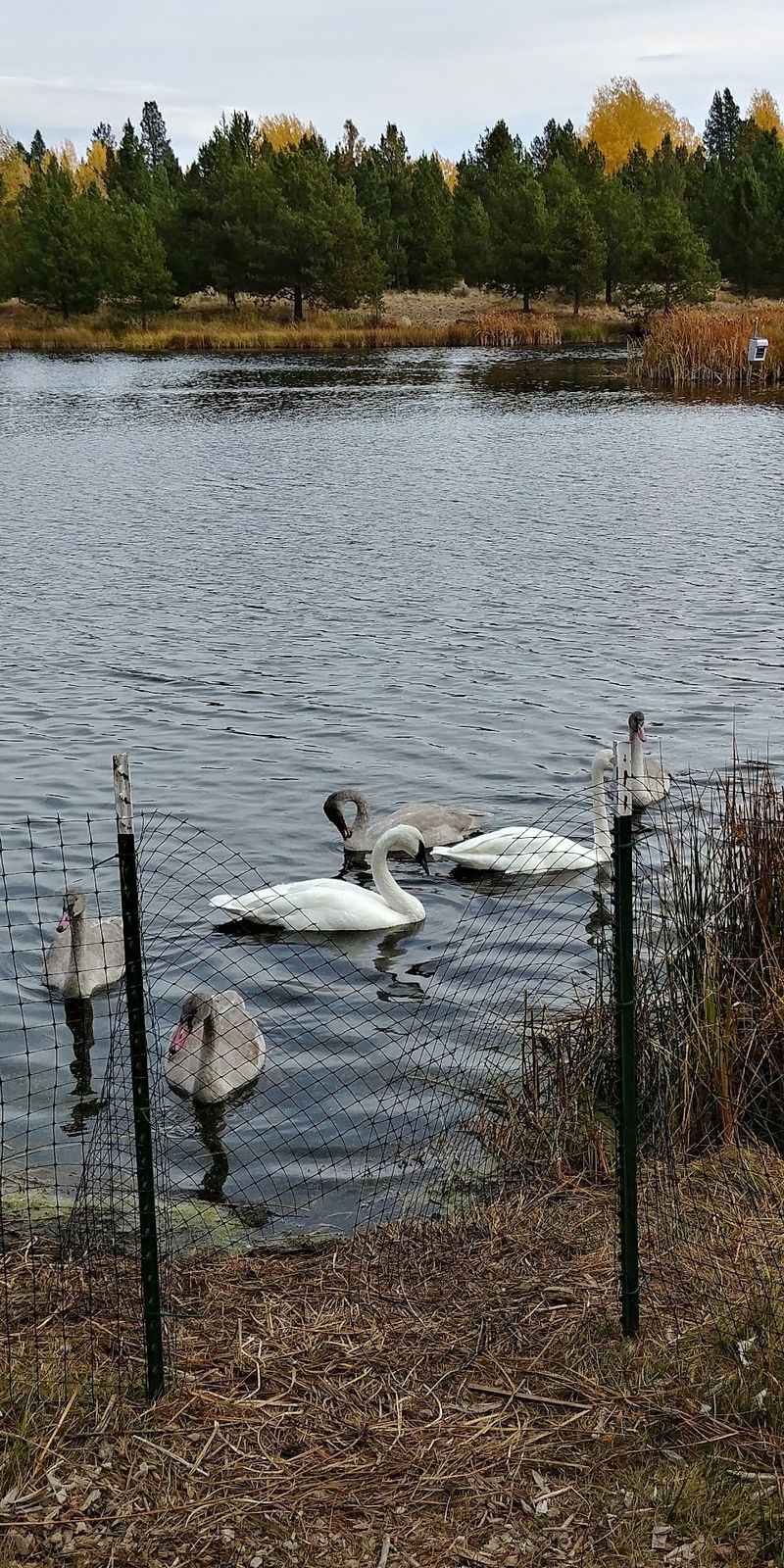 Swans, Trails, and a Quiet Pond at Dusk Swans, Trails, and a Quiet Pond at Dusk