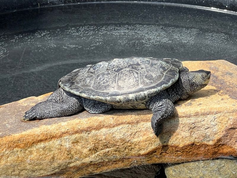 Terrapin Station Puts Conservation Front And Center